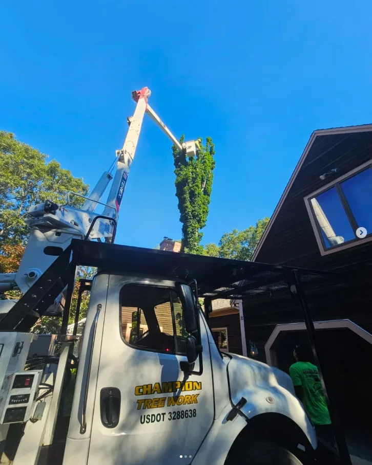 Trabalho realizado pela Champion Tree Work