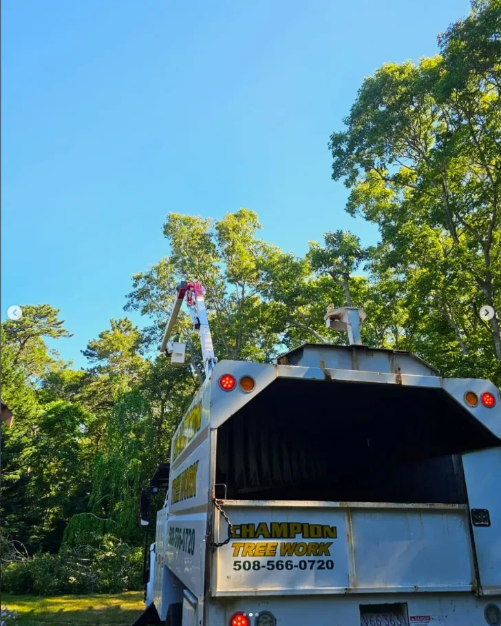 Trabalho realizado pela Champion Tree Work