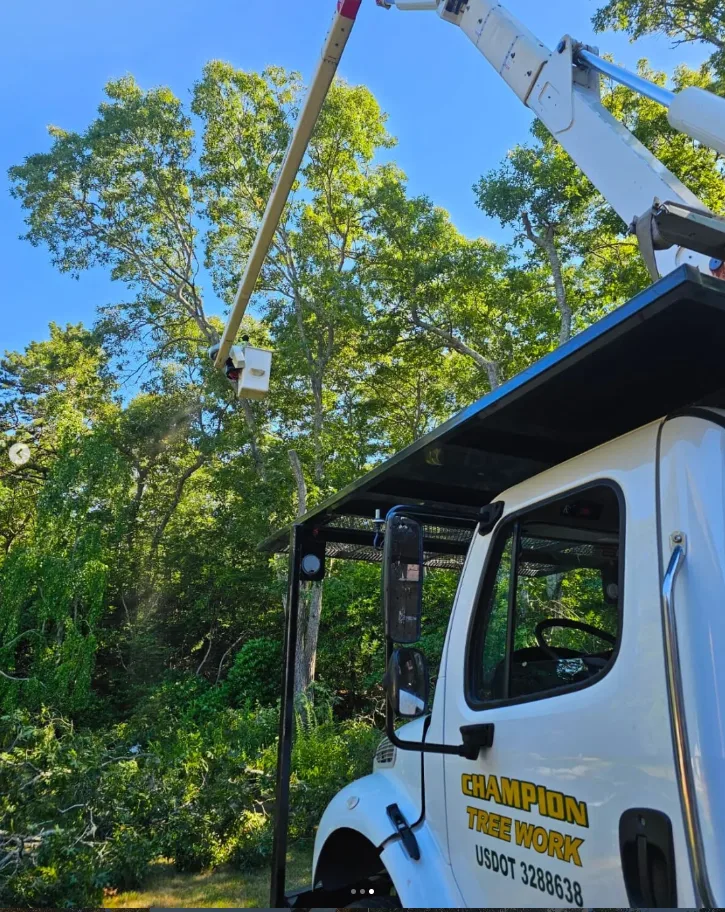 Trabalho realizado pela Champion Tree Work
