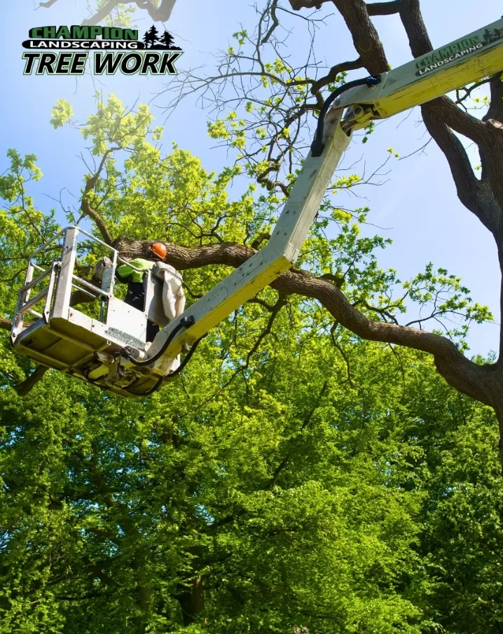 Trabalho realizado pela Champion Tree Work