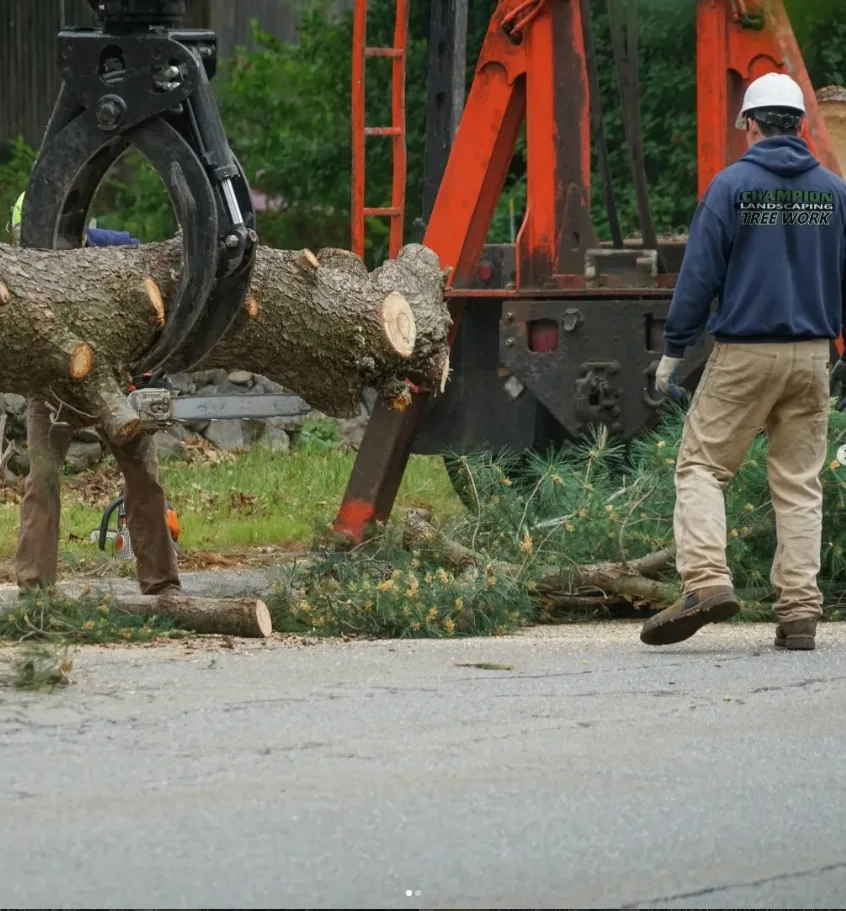 Trabalho realizado pela Champion Tree Work