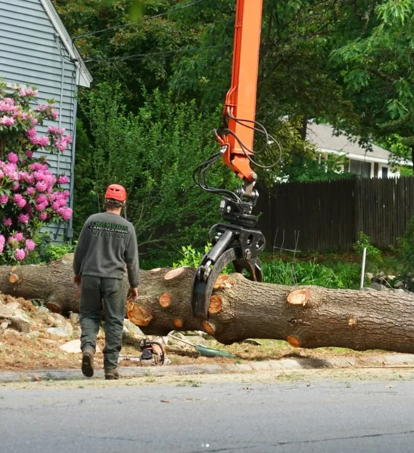Trabalho realizado pela Champion Tree Work