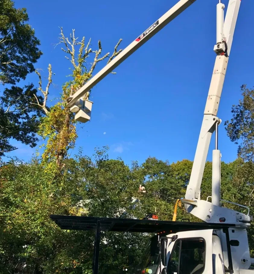 Trabalho realizado pela Champion Tree Work