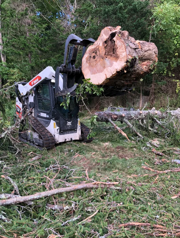Trabalho realizado pela Champion Tree Work